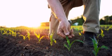 Los beneficios de las tierras agrícolas tratadas solo con fertilizantes orgánicos: "Nos ayudará..."
