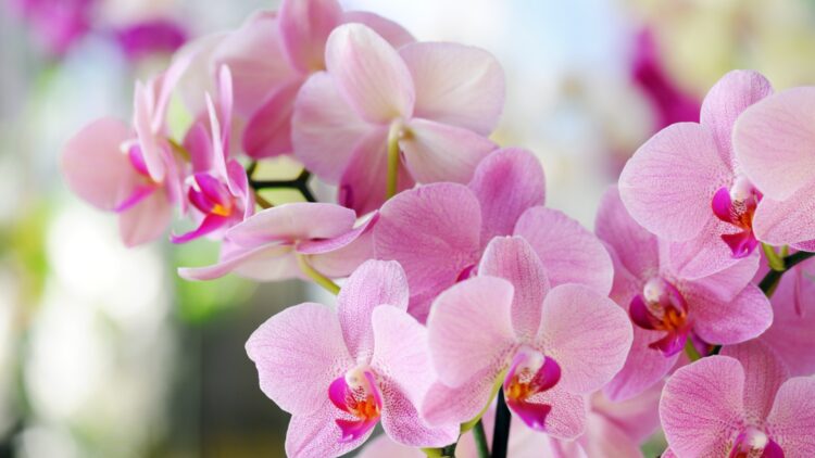 Las orquídeas florecerán más brillantes y sanas si se riegan con este ingrediente de cocina una vez al mes 1 Las orquídeas florecerán más brillantes y sanas si se riegan con este ingrediente de cocina una vez al mes.