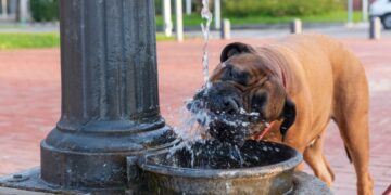 No dejes a tu perro beber agua de fuentes públicas: es peligroso según los veterinarios.