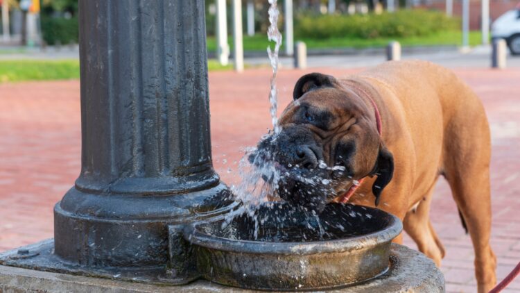 No dejes a tu perro beber agua de fuentes públicas: es peligroso según los veterinarios.