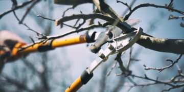 Es el momento: estos son los árboles frutales que hay que podar en enero.
