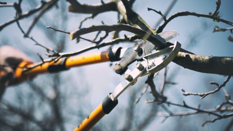 Es el momento: estos son los árboles frutales que hay que podar en enero 1 Es el momento: estos son los árboles frutales que hay que podar en enero.