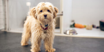 Depresión en mascotas: estas son las señales más claras para identificarlo a tiempo.