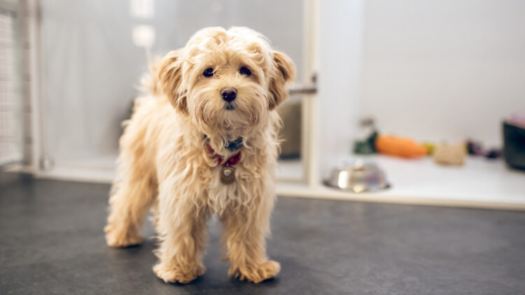 Depresión en mascotas: estas son las señales más claras para identificarlo a tiempo 1 Depresión en mascotas: estas son las señales más claras para identificarlo a tiempo.