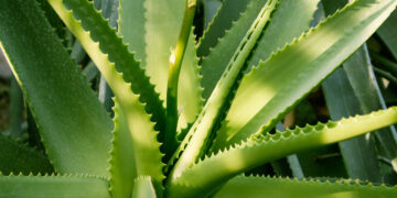 Conoce el Aloe Vera: la planta de los mil usos que tiene beneficios que ni imaginas.