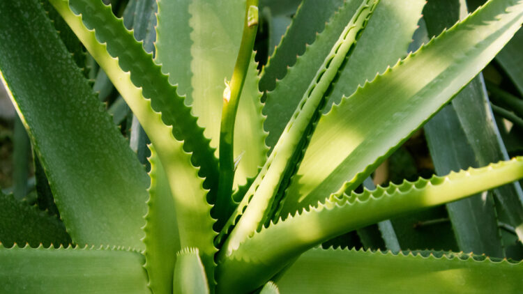 Conoce el Aloe Vera: la planta de los mil usos que tiene beneficios que ni imaginas.