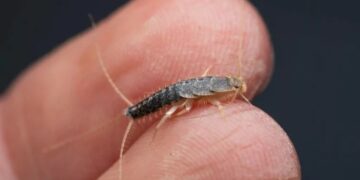 ¿Has visto este insecto en tu casa? Ten cuidado y extermínalo cuanto antes.