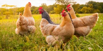 ¿Quieres legalizar un corral de autoconsumo? Este es el número de gallinas que necesitas