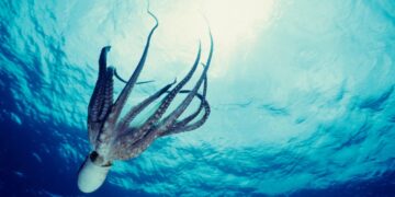 Este es el animal que será el sucesor de la humanidad en el planeta Tierra según Oxford.