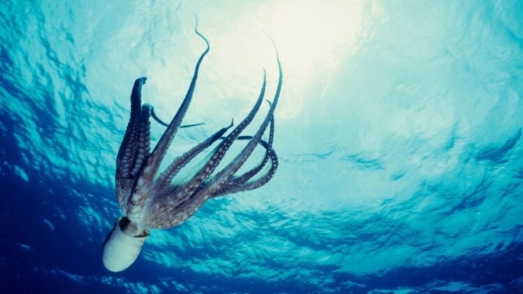 Este es el animal que será el sucesor de la humanidad en el planeta Tierra según Oxford.