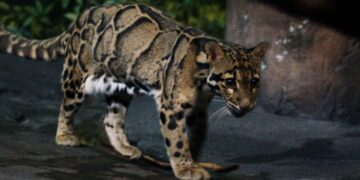 Es uno de los felinos más raros del mundo y verlo es casi imposible, pero esta cámara lo captó.