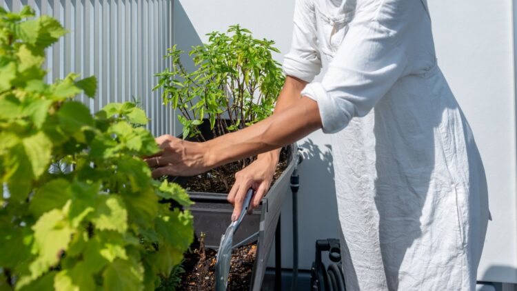 Cómo tener un huerto en casa: estas son las 15 plantas que crecerán casi solas en tu hogar.