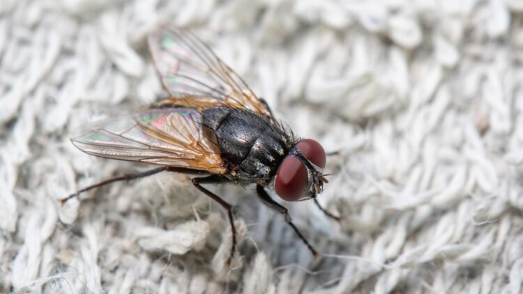 Adiós a las moscas y los mosquitos: planta esto en marzo y tendrás un verano sin insectos.
