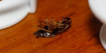 Adiós a las cucarachas: este es el insecticida natural que tienes en su despensa y que las eliminará de un plumazo