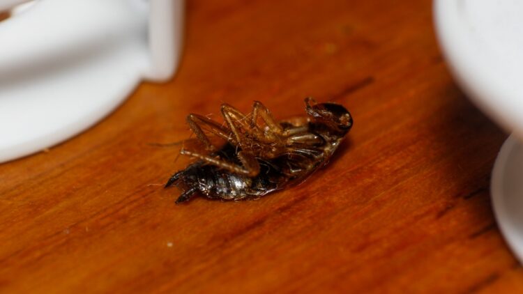 Adiós a las cucarachas: este es el insecticida natural que tienes en su despensa y que las eliminará de un plumazo 1 Adiós a las cucarachas: este es el insecticida natural que tienes en su despensa y que las eliminará de un plumazo