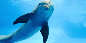 Ni pescar ni pasear: Manoliño, el delfín sociable, genera conflictos entre mariscadores y bañistas