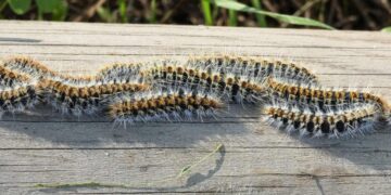 La Policía Nacional lo confirma: si tu perro entra en contacto con la peligrosa oruga procesionaria, así debes actuar
