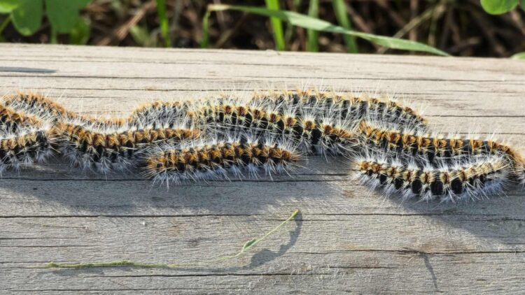 La Policía Nacional lo confirma: si tu perro entra en contacto con la peligrosa oruga procesionaria, así debes actuar
