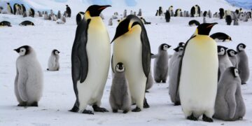 No se libran ni los pingüinos: esta es la isla a la que Trump también ha impuesto aranceles.