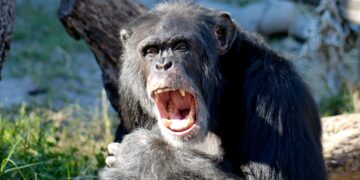 Ni graciosos ni amigables: así fue la primera guerra entre chimpancés documentada por los humanos