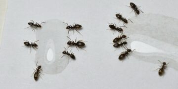 Adiós a las hormigas: este remedio casero las aleja de tu casa