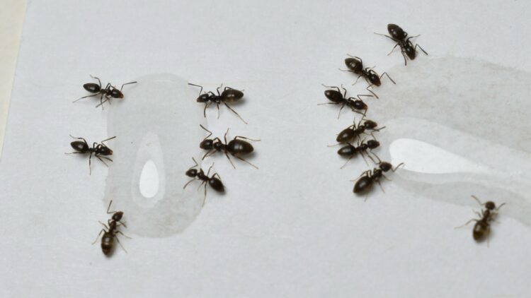 Adiós a las hormigas: este remedio casero las aleja de tu casa