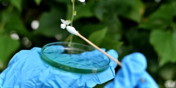 Científicos de Japón descubren un insecto carnívoro