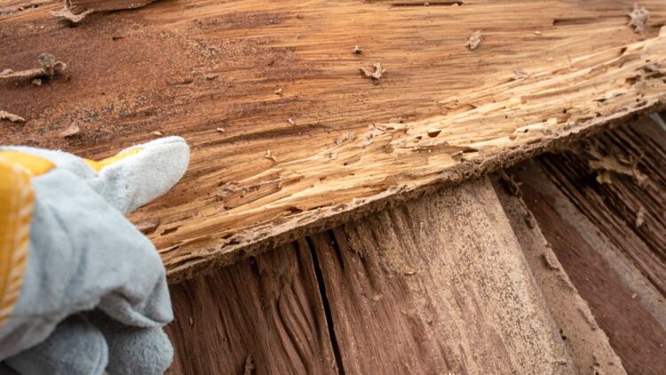 Los expertos lo confirman: esta plaga silenciosa ya invade ciudades españolas y es más peligrosa que ratas o cucarachas.
