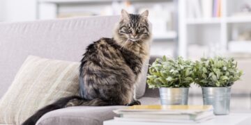 Adiós a las travesuras de tu gato