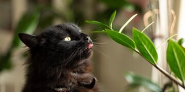 Esta planta que solemos tener en casa puede causar graves daños