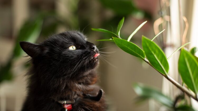 Esta planta que solemos tener en casa puede causar graves daños