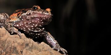 Confirmado: este animal reaparece en Israel tras creerse extinto