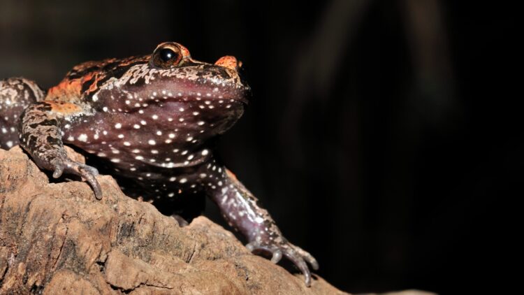 Confirmado: este animal reaparece en Israel tras creerse extinto desde 1950 y los científicos no dan crédito 1 Confirmado: este animal reaparece en Israel tras creerse extinto