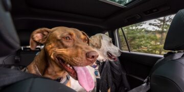 La DGT lo hace oficial: así es como deben viajar tus mascotas