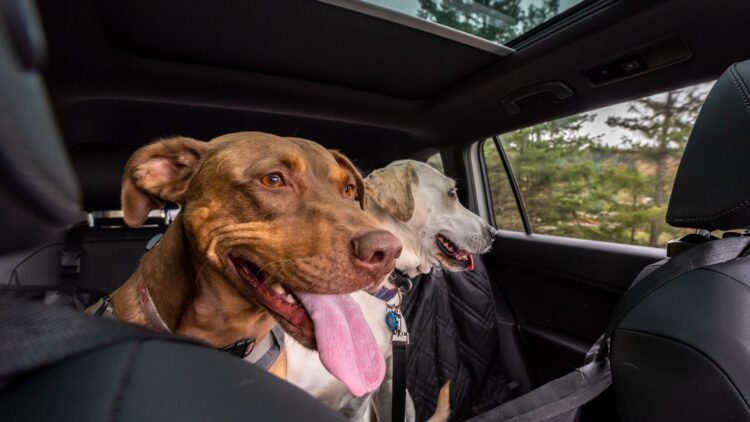 La DGT lo hace oficial: así es como deben viajar tus mascotas