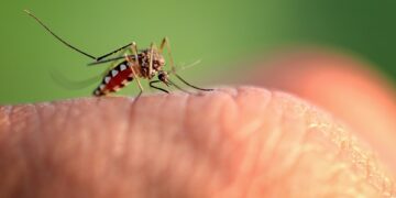 Estas son las peores picaduras de bichos