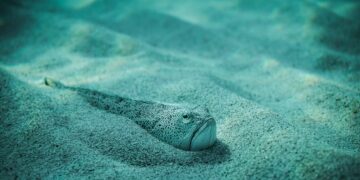 Adiós a los baños tranquilos en la playa