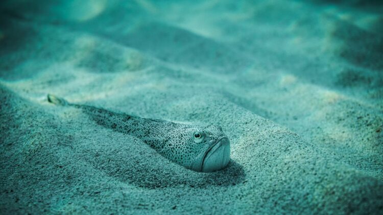 Adiós a los baños tranquilos en la playa