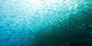 Las salpas llegan a las playas españolas