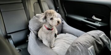 Es oficial: la DGT endurece las normas para viajar con mascotas en el coche y las multas llegan a los 200.000€.