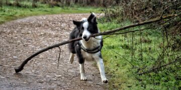 El número de veces al día que debes pasear a tu perro