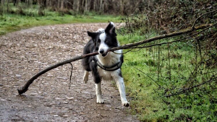 El número de veces al día que debes pasear a tu perro