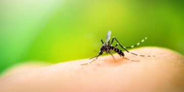 Un médico lo confirma: los mosquitos sienten atracción por ti debido a este detalle de tu sangre