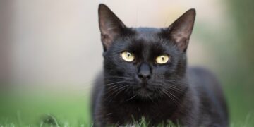 Terrassa anula las adopciones de gatos