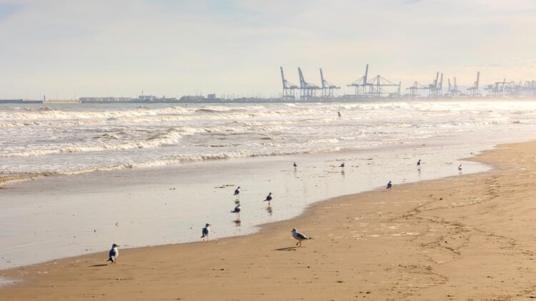 Adiós a la Malvarrosa tal y como la conocías: así cambiará la archiconocida playa valenciana en los próximos meses 1 Adiós a la Malvarrosa tal y como la conocías