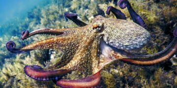 An Oxford professor confirms it - this is the animal that, according to science, will be the successor of mankind on planet Earth