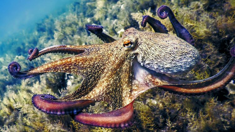 An Oxford professor confirms it - this is the animal that, according to science, will be the successor of mankind on planet Earth