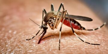 Why do mosquitoes bite more? Scientists reveal the body odors that attract them