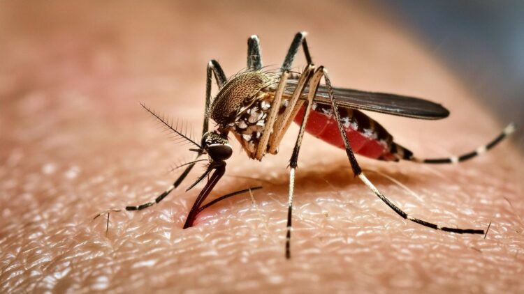 Why do mosquitoes bite more? Scientists reveal the body odors that attract them