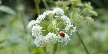 They are beautiful, but very dangerous - this garden plant that can alter DNA and cause severe burns is spreading across the U.S.